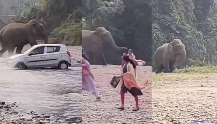 Viral Video: అడవిలో పిక్నిక్ చేసుకుంటున్న ఫ్యామిలీ.. ఇంతలో ఏనుగు సడెన్ ఎంట్రీ.. ఆ తర్వాత..?.. షాకింగ్ వీడియో..