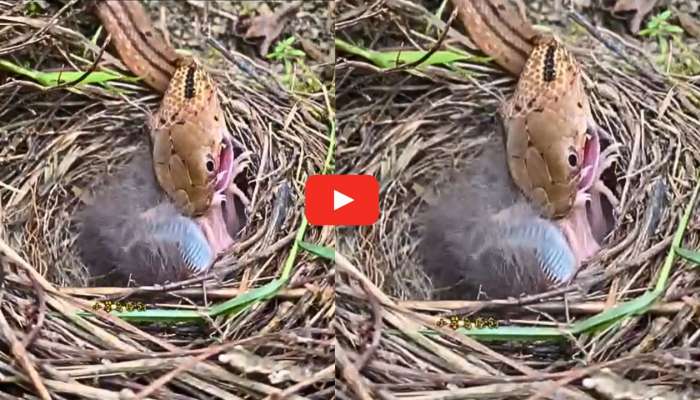 Venomous Snake Video Viral: పాపం.. పక్షి పిల్లలను పాము అమాంతం మింగేస్తోంది.. వీడియో ఇదే..
