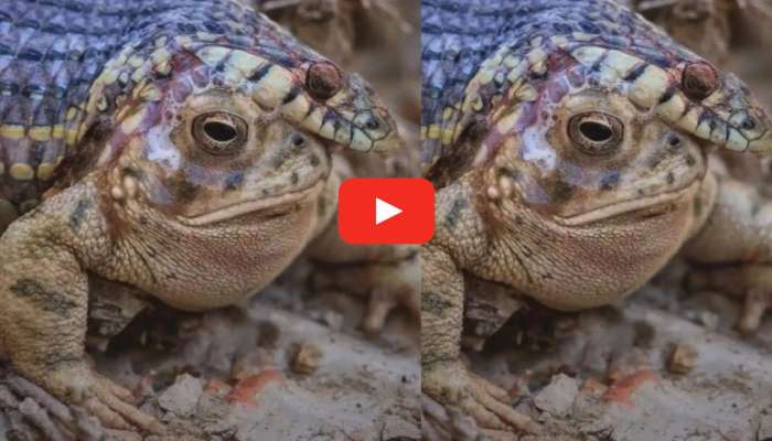 Snake Video: కప్పను మింగబోయిన పాము.. గొంతులో ఇరుక్కుని మృతి.. నమ్మట్లేదా ఇది చూడండి..