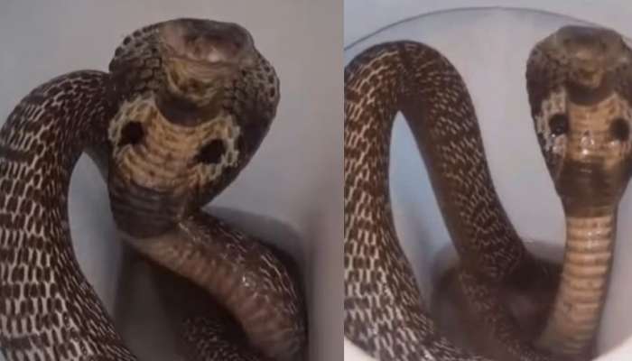  Cobra Snake Video: వామ్మో.. టాయ్ లెట్ లో డెంజరస్ కోబ్రా.. చూస్తుంటే నరాలు కట్ అవ్వడం ఖాయం.!. వీడియో వైరల్..