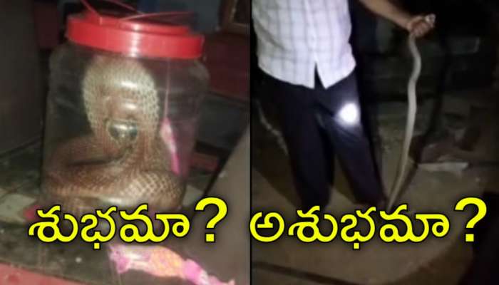 Watch King Cobra: ఆషాఢ మాసం తొలి రోజే గర్ల్స్‌ హాస్టల్‌లోకి దూరిన నాగుపాము