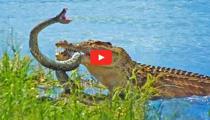 Crocodile Vs Python Video: మొసలి,  కొండచిలువల మధ్య అత్యంత భీకరమైన యుద్ధం.. రెండింటిలో ఏది గెలిచిందో తెలుసా? 