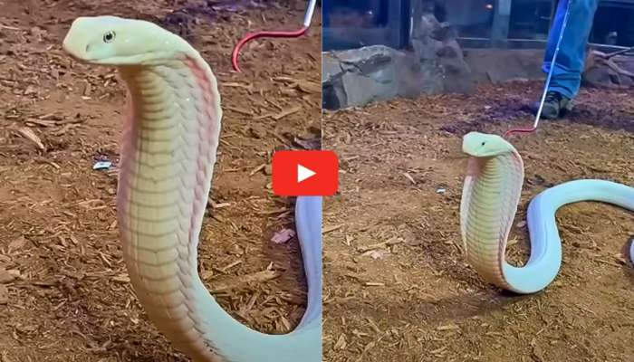 White King Cobra Video: వామ్మో, మళ్లీ ప్రత్యక్షమైన శ్వేత నాగు.. విపరీతంగా వైరల్ అవుతున్న వీడియో.. మీరు చూశారా?