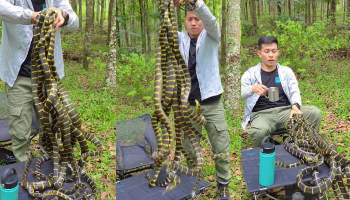 Bunch Of Snakes Video: ఏంట్రా ఇంత వైలెంట్ గా ఉన్నాడు.. కుప్పల కొద్ది పాముల్ని పట్టుకుని మరీ.. షాకింగ్ వీడియో..