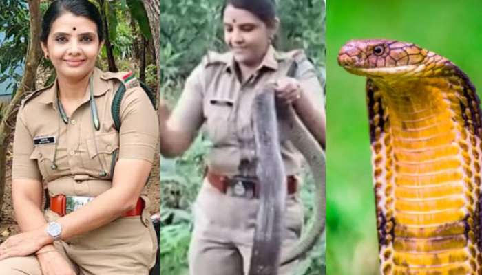 king cobra Video: వామ్మో.. 18 అడుగుల భారీ కింగ్ కోబ్రా..  లటుక్కున పట్టేసుకున్న లేడీ సివంగీ.. వీడియో ఇదే..
