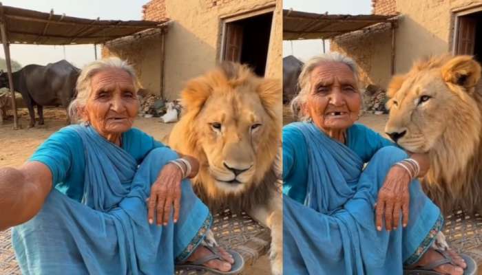 Viral Video: నువ్వు తోపు బామ్మ.. ఏకంగా సింహన్ని మంచంపై కూర్చొబెట్టుకుని మరీ సెల్ఫీ వీడియో.. 
