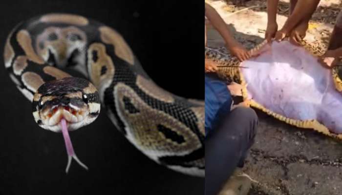 Python Video: మీరు భయస్తులైతే ఈ వీడియో అస్సలు చూడొద్దు.. కొండచిలువ పొట్టలో ఉన్న దాన్ని చూస్తే కళ్లు బైర్లు కమ్మడం ఖాయం.. వీడియో వైరల్..