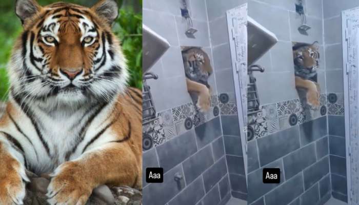 Viral Video: ఓర్నీ..ఇదెక్కడి విడ్డూరం.. గోడ రంధ్రం గుండా బాత్రూంలోకి తొంగి చూస్తున్న పెద్దపులి.. ఒళ్లు గగుర్పొడిచే వీడియో..