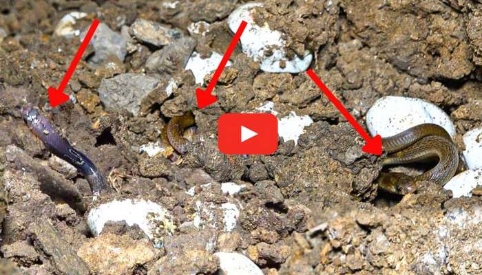 25 Cobra Snake Video: వామ్మో .. ఒకే ఇంట్లో 25 నాగు పాములు.. గూస్‌బంప్స్ తెపిస్తున్న వైరల్ వీడియో..