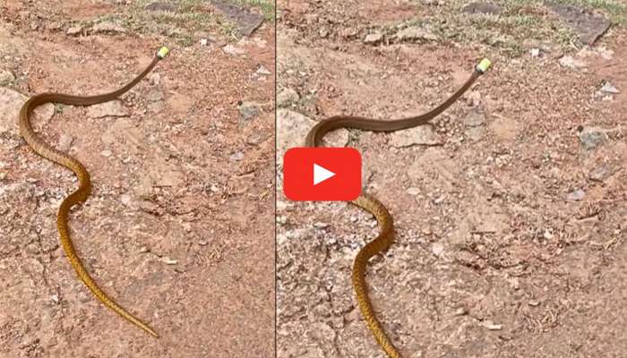 Snake Video: పాము తలకు ప్లాస్టిక్ మూత.. వీడియో చూసి ఆశ్చర్యపోతున్నారు.. వీడియో ఇదే!