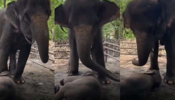Video Viral: తల్లి ప్రేమంటే ఇదే భయ్యా.. గున్న ఏనుగు దిష్టిని తుండంతో తీస్తున్న తల్లి ఏనుగు.. గుండెల్ని పిండేస్తున్న వీడియో..