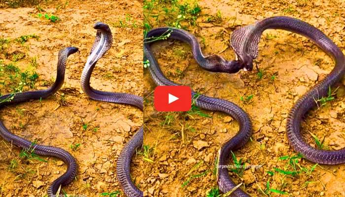 King Cobra Video: ముద్దు పెట్టుకుంటున్న కింగ్ కోబ్రాలు.. కెమెరాకు చిక్కిన అరుదైన దృశ్యాలు.. వీడియో..