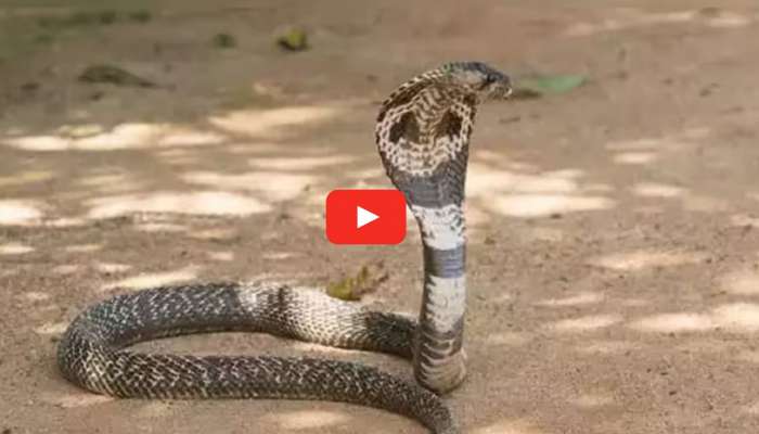 Snake Video: సత్తుపల్లి ప్రభుత్వ ఆసుపత్రిలో పాము సంచారం.. హడలెత్తిపోయిన రోగులు..