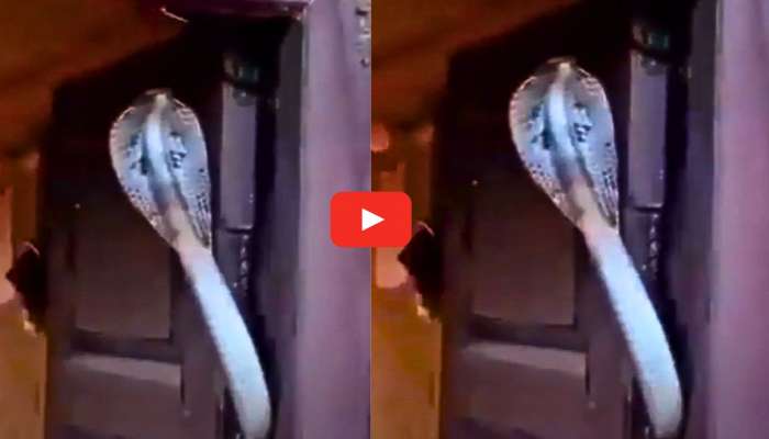 King Cobra Video Watch: ఇదెక్కడి మాస్ ఐడియా రా మామ.. ఇంటికి కాపలాగా నాగుపాము.. వీడియో ఇదే..