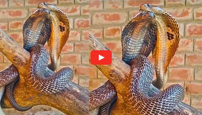 Cobras Romance Video: చెట్టుపై రొమాన్స్ చేసుకుంటున్న నాగుపాములు.. వీడియో చూస్తే ఆశ్చర్యపోతారు.. 