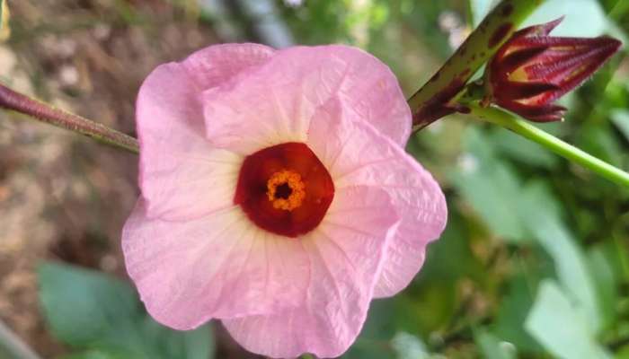 Roselle Plant: రైతులే ఇప్పుడు రాజులు..ఒకే పంటలో నెలకు రూ. 2,00,000 సంపాదన!