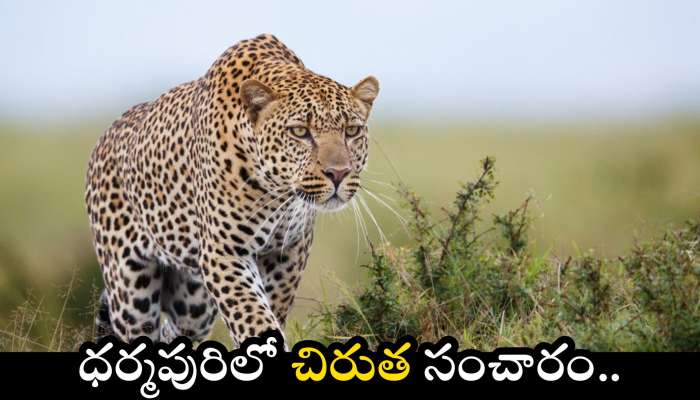Leopard Roaming: ధర్మపురిలో చిరుత సంచారం.. ప్రాణ భయంతో రైతులు పరుగులు..