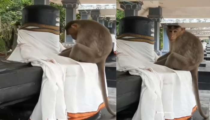 Monkey Video: శ్రావణ మాసం వేళ అద్భుతం.. శివలింగం ముందు ధ్యానం చేస్తూ కూర్చున్న వానరం.. వీడియో ఇదే..
