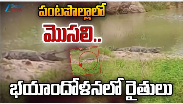 Crocodile in Singur: పంట పొలాల్లో మొసలి.. భయాందోళనలో ప్రజలు.. 