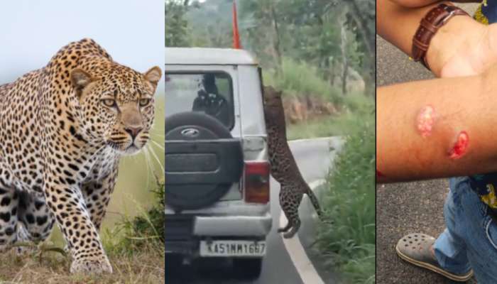  Leopard Attack Video Viral: సఫారీ వాహనంపై చిరుత దాడి.. బాలుడ్ని బైటకు లాగేందుకు యత్నం.. షాకింగ్ వీడియో..