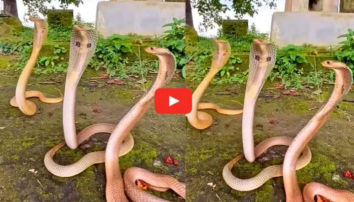 King Cobras Video Watch: వామ్మో.. ఒకే చోట మూడు కింగ్ కోబ్రాలు.. ఏం చేస్తున్నాయో వీడియో చూడండి..