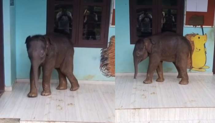 Video Viral: అరె వావ్.. అడ్మిషన్ కోసం స్కూల్‌కు వెళ్లిన గున్న ఏనుగు.!. నెట్టింట హల్ చల్ చేస్తున్న క్యూట్ వీడియో..