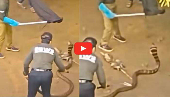 Biggest King Cobra Video: వామ్మో.. 16 అడుగుల గిరినాగును ఎలా పట్టుకున్నారో చూడండి.. వీడియో..