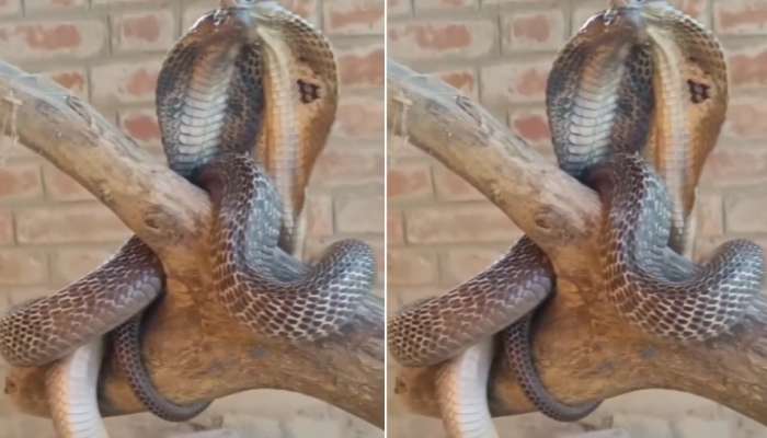 Snakes Romance Video: రగులుతున్న మొగలిపొద టైపులో నాగుపాముల రొమాన్స్  వీడియో.. చూస్తే గూస్ బంప్సే..   