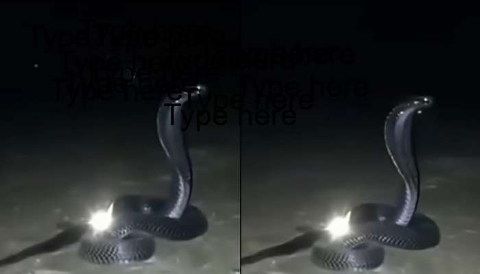 Snake Nagamani Rare Video: నాగమణికి కాపలాగా బ్లాక్ కింగ్ కోబ్రా .. అరుదైన వీడియో మిస్ కావొద్దు.. 