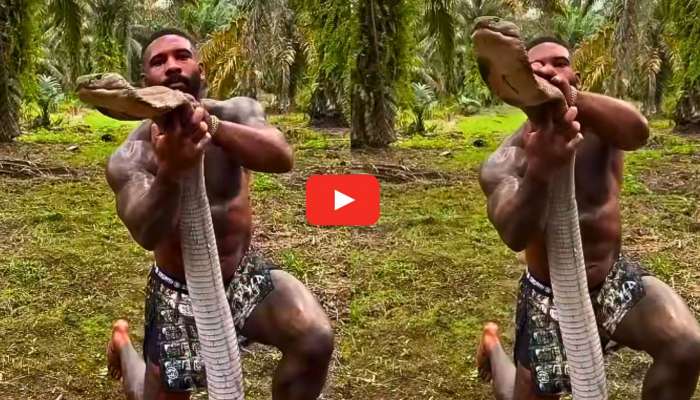 Biggest King Cobra Video: వామ్మో.. భారీ నాగుపాము తలకు మసాజ్ చేస్తున్న యువకుడు.. వీడియో ఇదే చూడండి..