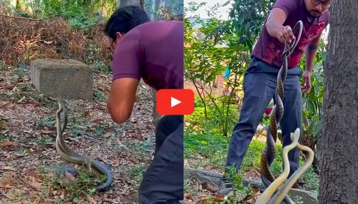 Two Cobras Video: వామ్మో.. సంభోగంలో ఉన్న నాగుపాములను పట్టుకున్న స్నేక్ క్యాచర్.. వీడియో ఇదే..