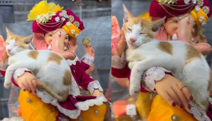 Video Viral: వినాయక విగ్రహం మీద ఎక్కిన తెల్లని పిల్లి.. ఏంచేస్తుందో చూశారా..?.. వీడియో ఇదే..