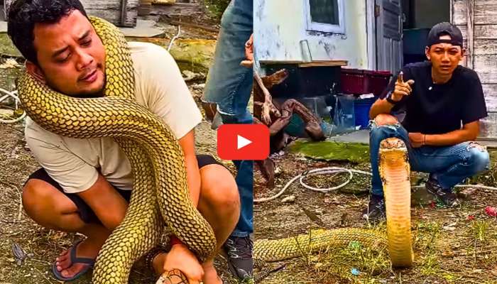King Cobra Video: వామ్మో.. ఆ యువకుడి మెడకు చుట్టుకున్న 13 అడుగుల కింగ్ కోబ్రా.. వీడియో ఇదే..