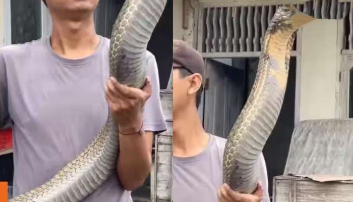 Snake Video: మనిషి పైకి ఎక్కిన 18 అడుగుల భయంకరమైన త్రాచుపాము..ఏనుగైనా ఒక్క కాటుతో చనిపోతుంది!