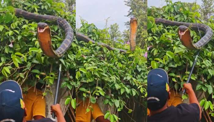 King Cobra Attack Video: వామ్మో..  జస్ట్ మిస్.. కింగ్ కోబ్రా ఎంత కసిగా దాడి చేసిందో తెలుసా..?.. వెన్నులో వణుకు పుట్టిస్తున్న వీడియో..