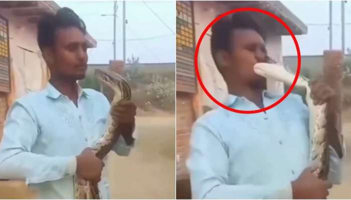 Snake Video: ముద్దు పెట్టుకోబోతే ముఖం కొరికేసింది కొండచిలువ..భయంకరమైన వీడియో!