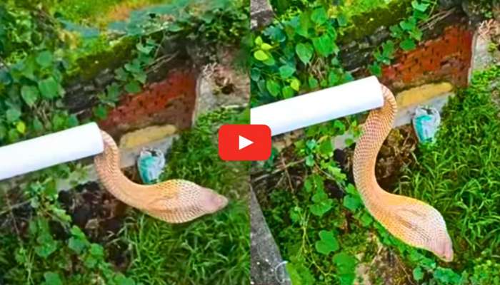 King Cobra Video: వామ్మో.. పైపుల నుంచి బయటికి వస్తున్న కింగ్ కోబ్రా.. చూసుకోకుండా ఉంటే ప్రమాదమే.. వీడియో..