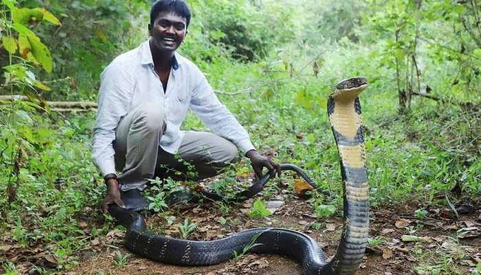 Snake Video: పాముకి వైద్యం చేసి కాపాడాడు..చివరికి ఆ పాము అతడ్ని మింగేసింది!