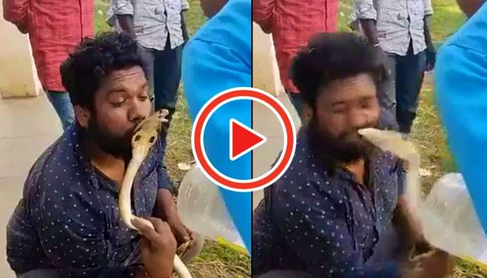 Snake Video: మనిషి ముఖాన్ని దారుణంగా కొరికేసిన నల్లత్రాచు పాము..ముఖం నిండుగా పాము గాట్లు!