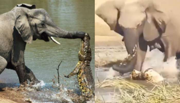 Video Viral: ఎంత ధైర్యం.. నా జోలికే వస్తావా..?.. నీటిలో మొసలిని తొక్కి నార తీసిన ఏనుగు.. షాకింగ్ వీడియో..