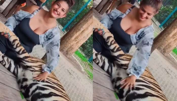 Video Viral:  ఛీ.. ఛీ.. పులితో ఆ పనెంట్రా బాబు.!..  ఏకంగా అందరి ముందే పచ్చిగా.!. వీడియోపై నెటిజన్లు సీరియస్..