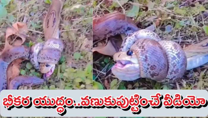 Snake Fight Video: నాగుపాము Vs కొండచిలువ భీకరయుద్ధం..వణుకు పుట్టిస్తున్న వీడియో!