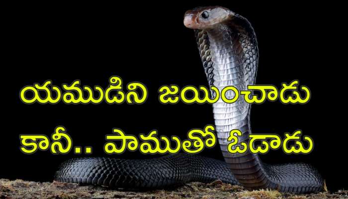 Snake Bite: ఆరుసార్లు మరణాన్ని జయించిన మృత్యుంజయుడు.. కానీ చివరికి పాముతో
