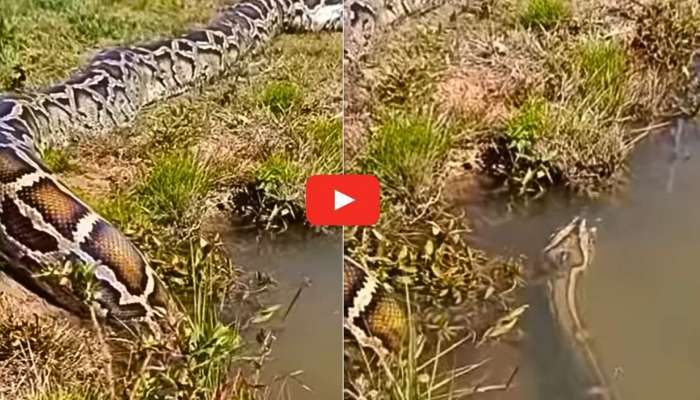 Huge Anaconda Video: మనుషులను అమాంతం మింగే.. భారీ అనకొండ.. వీడియో చూస్తే భయపడి పోతారు..