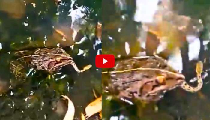Snake Video Watch: పాములు మింగుతున్న కప్ప.. సోషల్ మీడియాలో సంచలనం సృష్టిస్తున్న వీడియో.. 