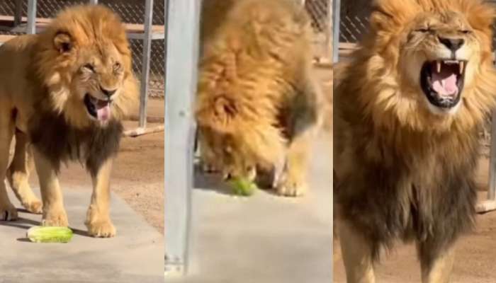 Video Viral: ఇదెక్కడి మాస్ రా మావా.. క్యాబేజీని తొలిసారి టెస్ట్ చేసిన సింహాం.. ఆ తర్వాత షాకింగ్ సీన్.. వీడియో..