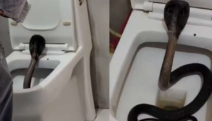 Snake Video: టాయిలెట్ సీట్‌లో నల్ల త్రాచుపాము..అర్జెంట్‌గా బాత్రూమ్‌కి వెళ్లిన కుర్రోడు షాక్..చివరికి!