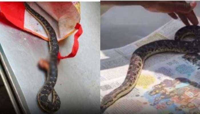 Snake Viral: ఈ డాక్టర్‌కు ఎన్ని గుండెలు రా! కుట్లు వేసి.. పాముకు పునర్జన్మ