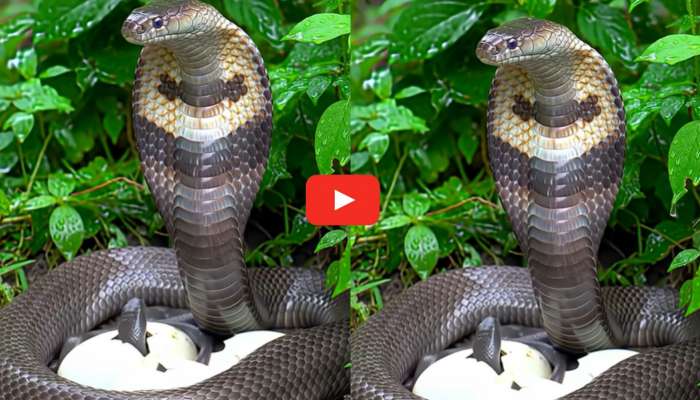 King Cobra Video: అద్భుతమైన దృశ్యాలు.. గుడ్లకు రక్షణగా నిలిచిన కింగ్ కోబ్రా.. వీడియో ఇదే..