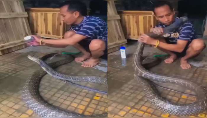 King Cobra Video: 20 అడుగుల భయంకరమైన కింగ్ కోబ్రాకి షాంపూతో స్నానం..కుర్రోడికి గుండె కాదు..